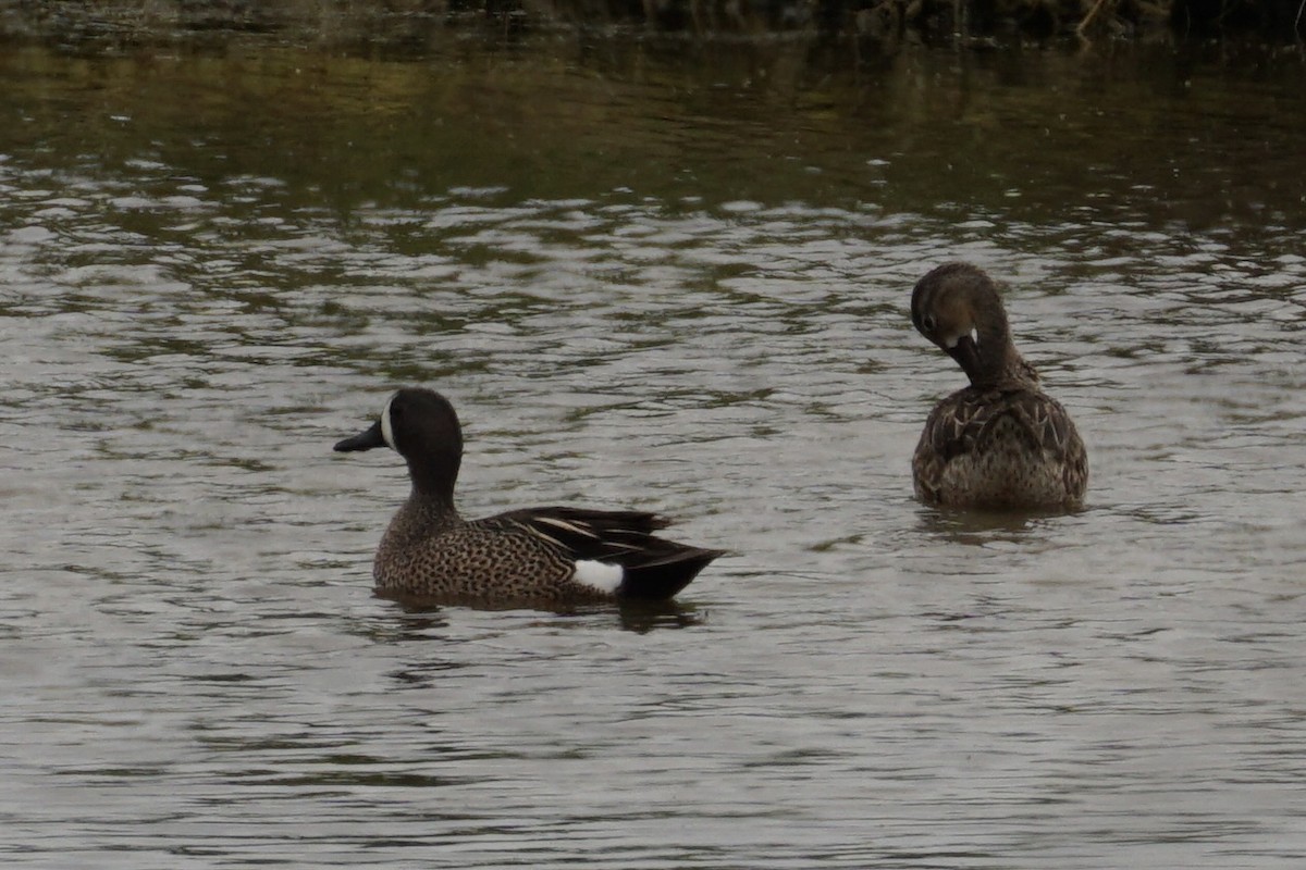 Blue-winged Teal - ML619190466