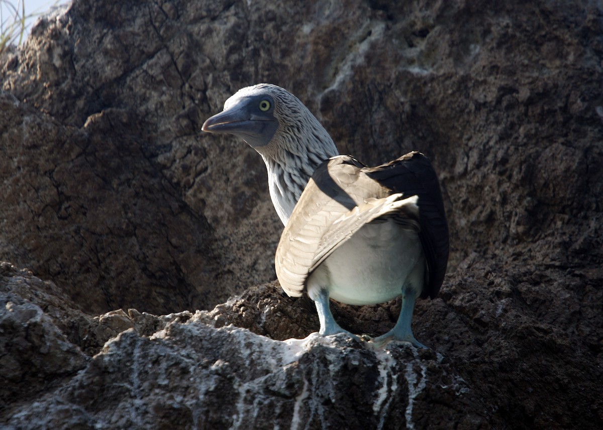 Blue-footed Booby - ML619190479