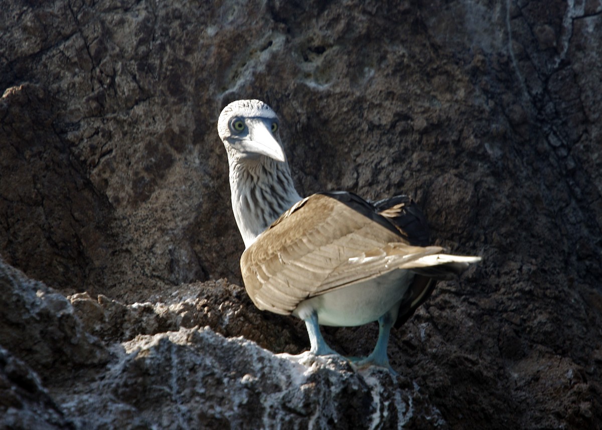 Blue-footed Booby - ML619190485