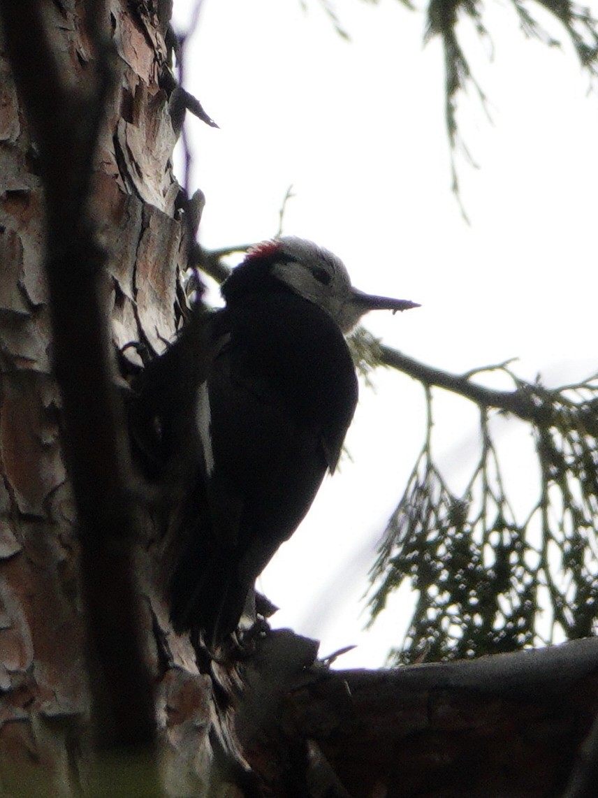 White-headed Woodpecker - ML619190487