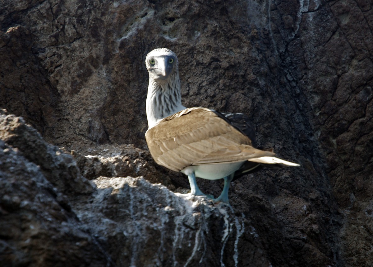 Blue-footed Booby - ML619190488