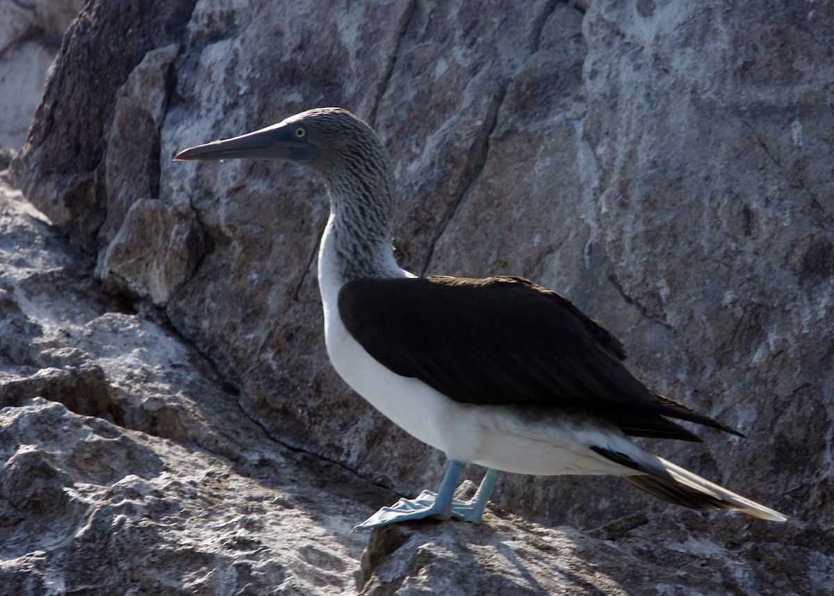 Blue-footed Booby - ML619190494