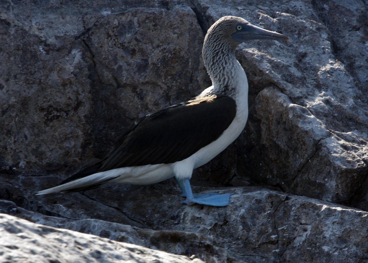 Blue-footed Booby - ML619190496