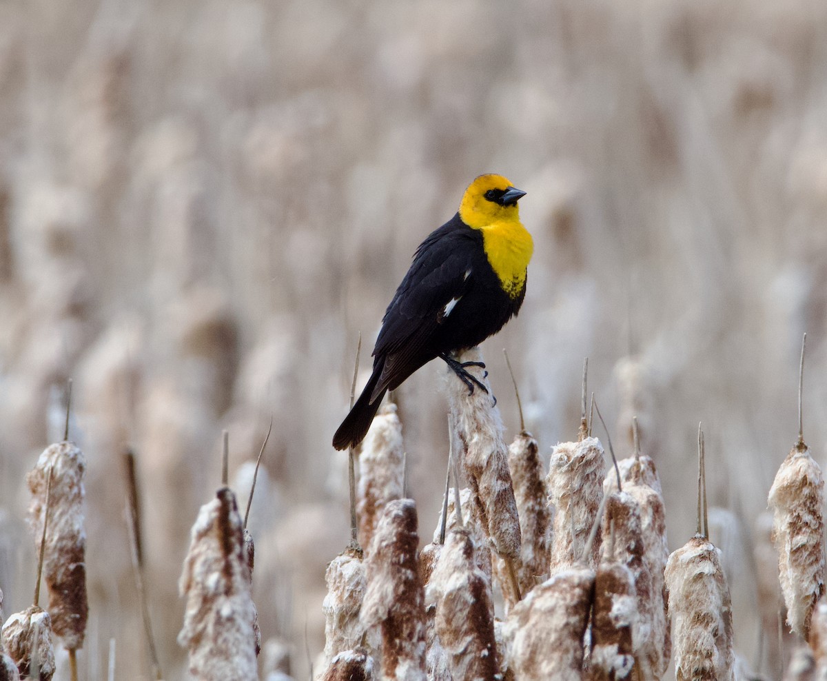 Yellow-headed Blackbird - ML619190497