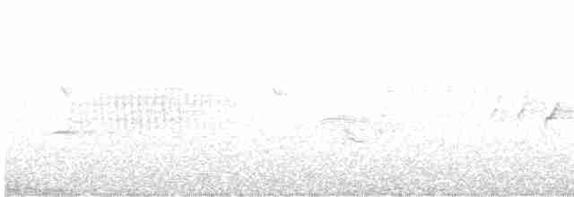 Каньонный крапивник - ML619190498