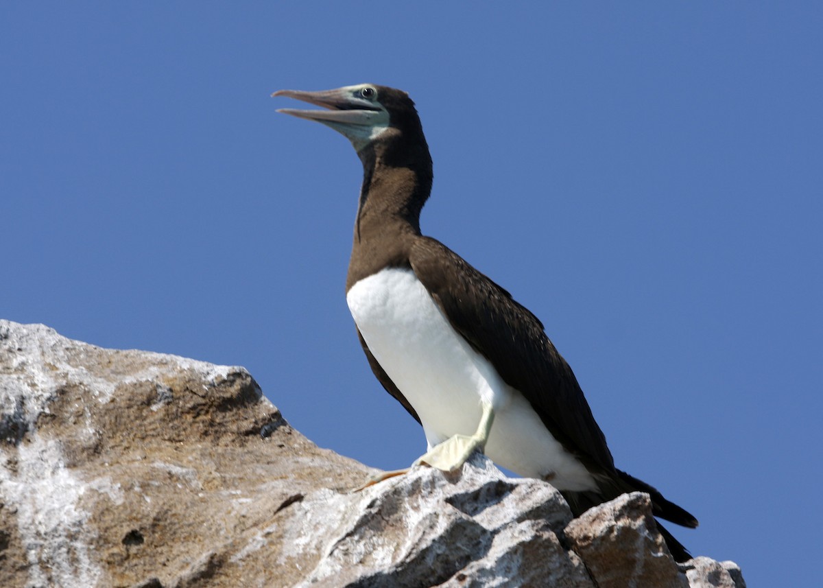 Brown Booby - ML619190503