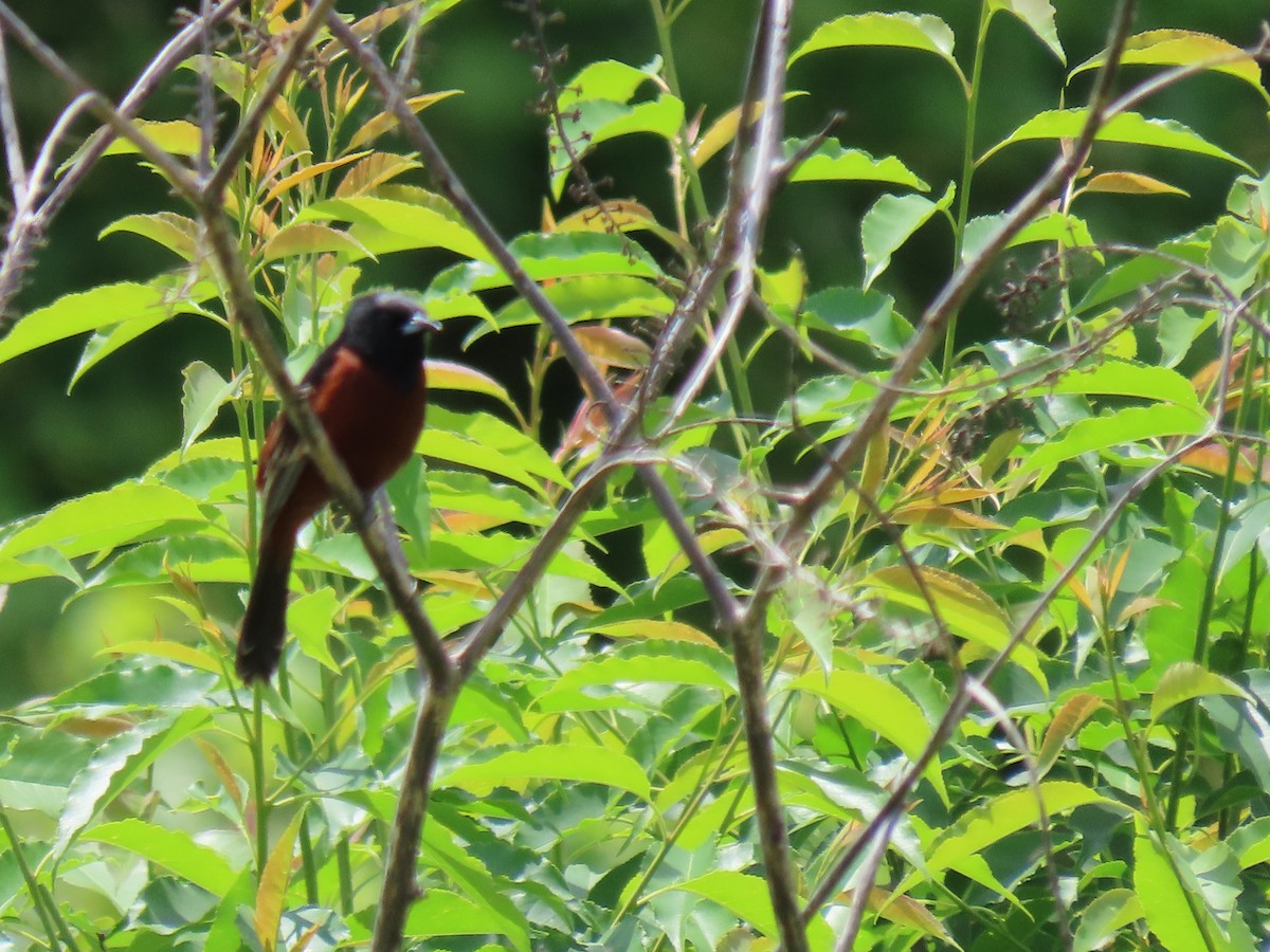 Orchard Oriole - ML619190505