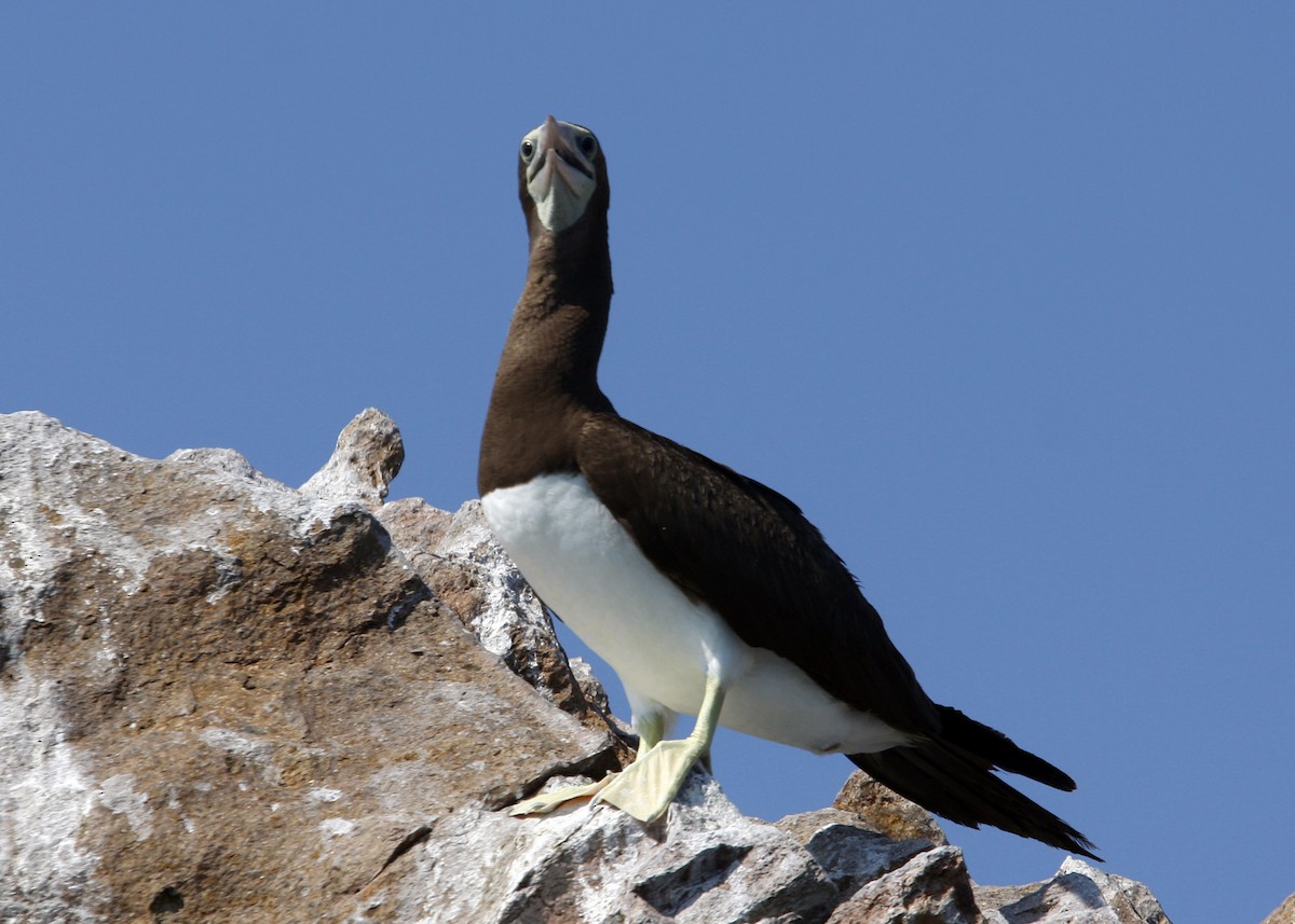 Brown Booby - ML619190508
