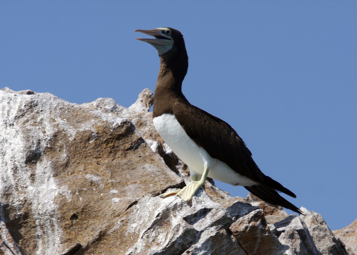 Brown Booby - ML619190515