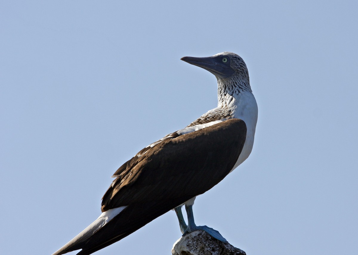 Blue-footed Booby - ML619190525
