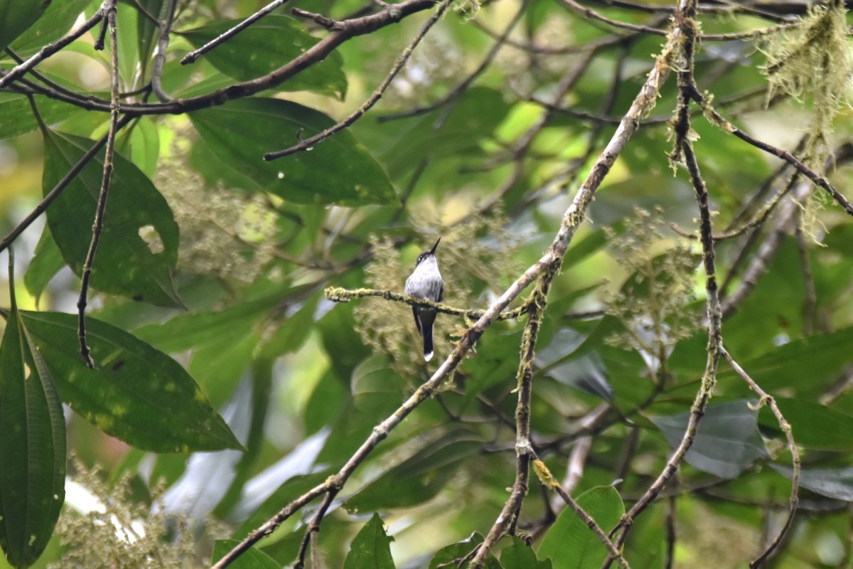 White-booted Racket-tail - ML619190553