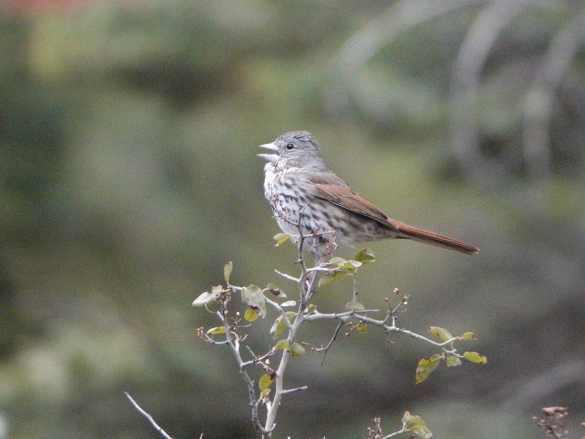 Fox Sparrow (Thick-billed) - ML619190569