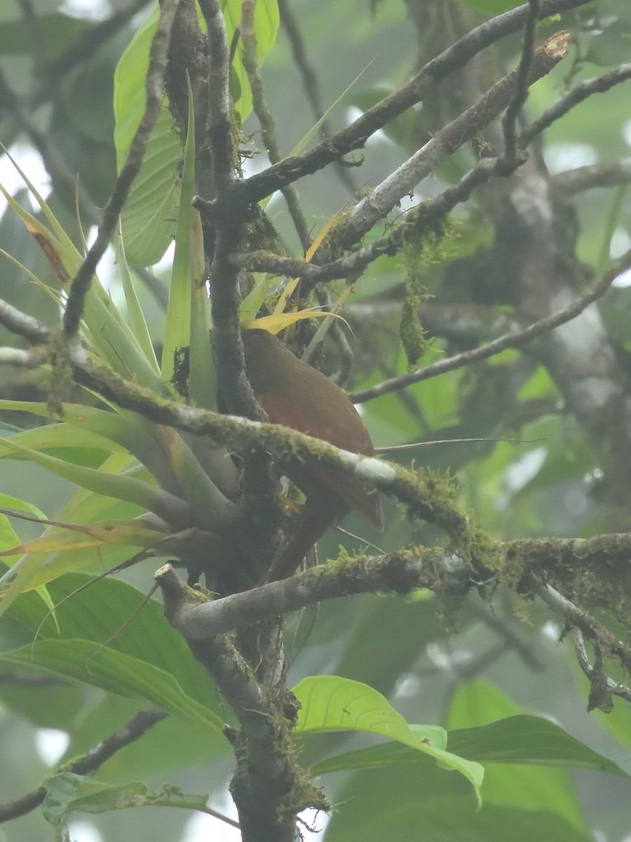 Red-faced Spinetail - ML619190592