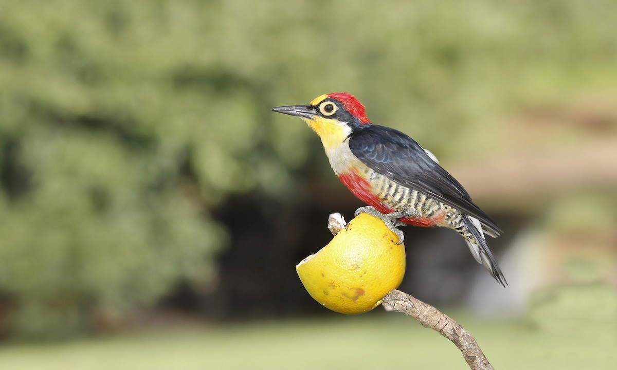 Yellow-fronted Woodpecker - ML619190612