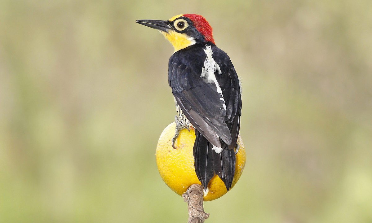 Yellow-fronted Woodpecker - ML619190616