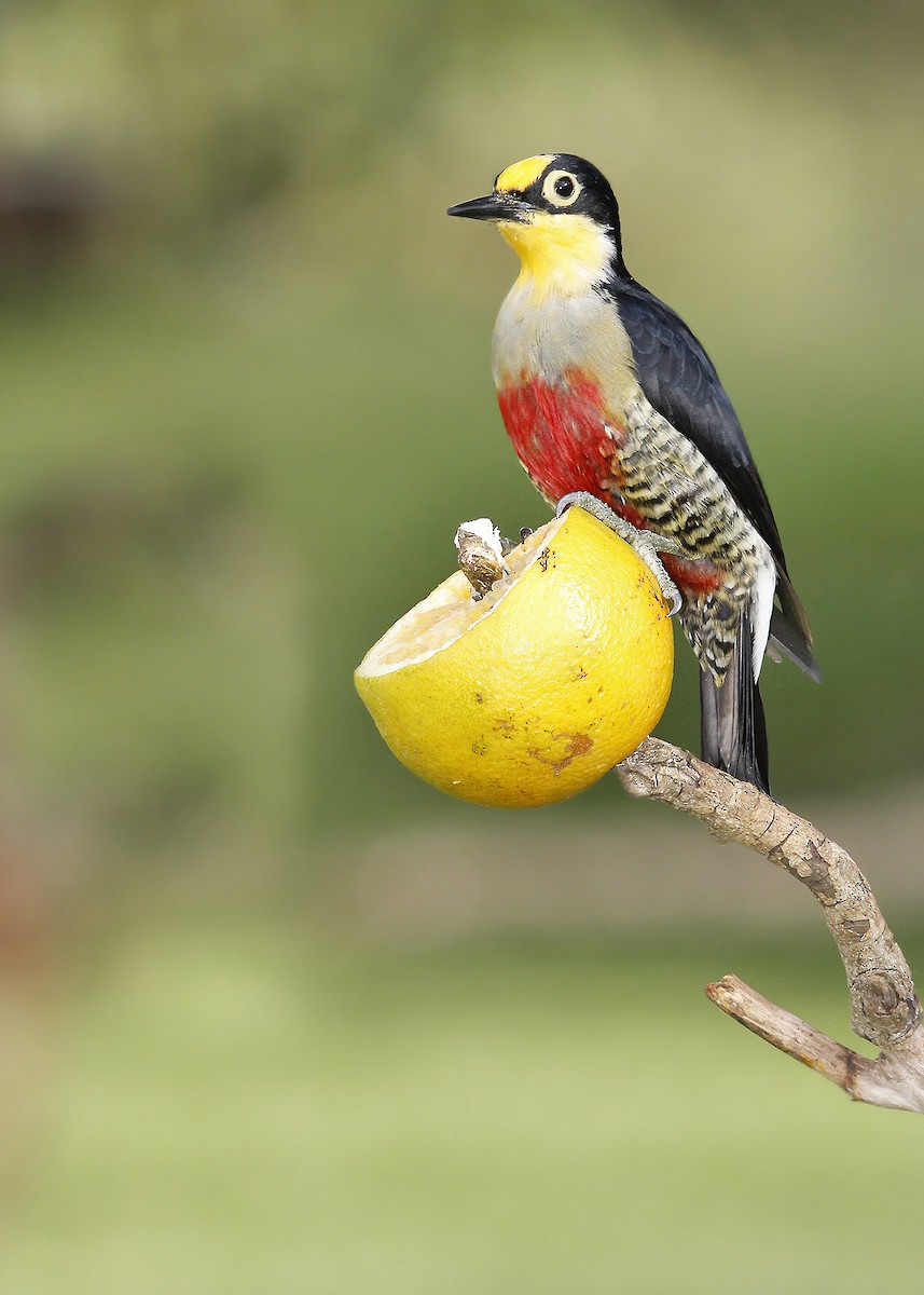 Yellow-fronted Woodpecker - ML619190618