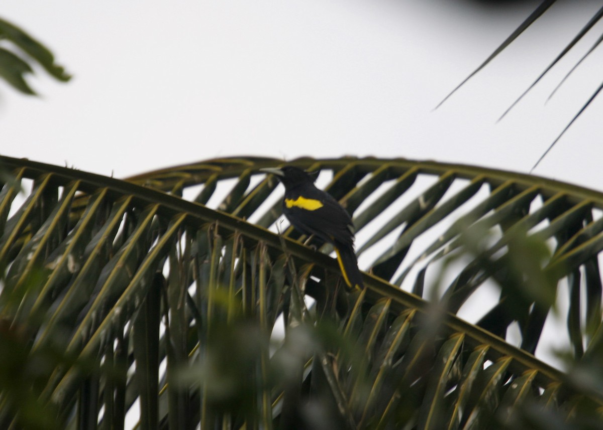 Yellow-winged Cacique - ML619190664