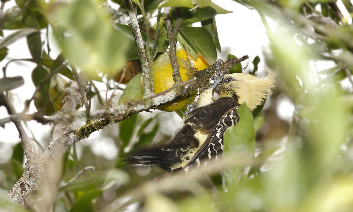 Blond-crested Woodpecker - ML619190665