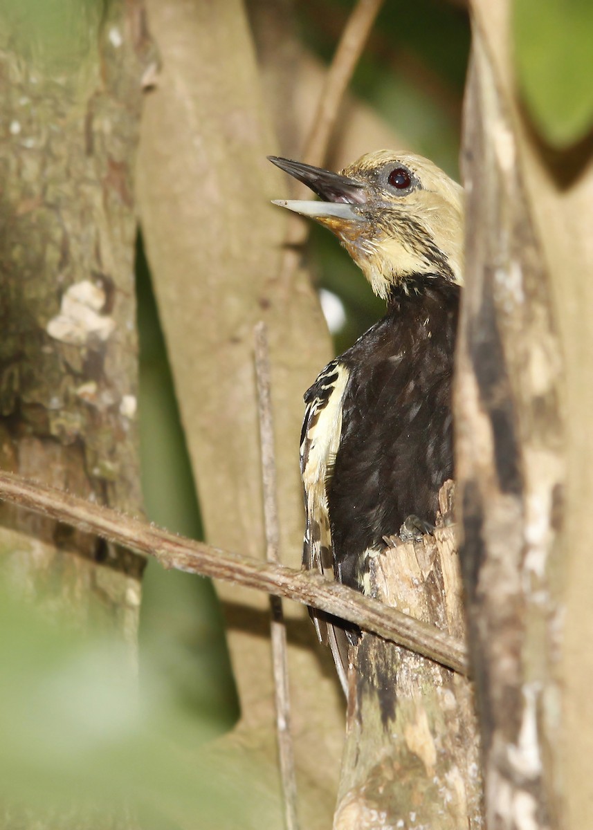 Blond-crested Woodpecker - ML619190669