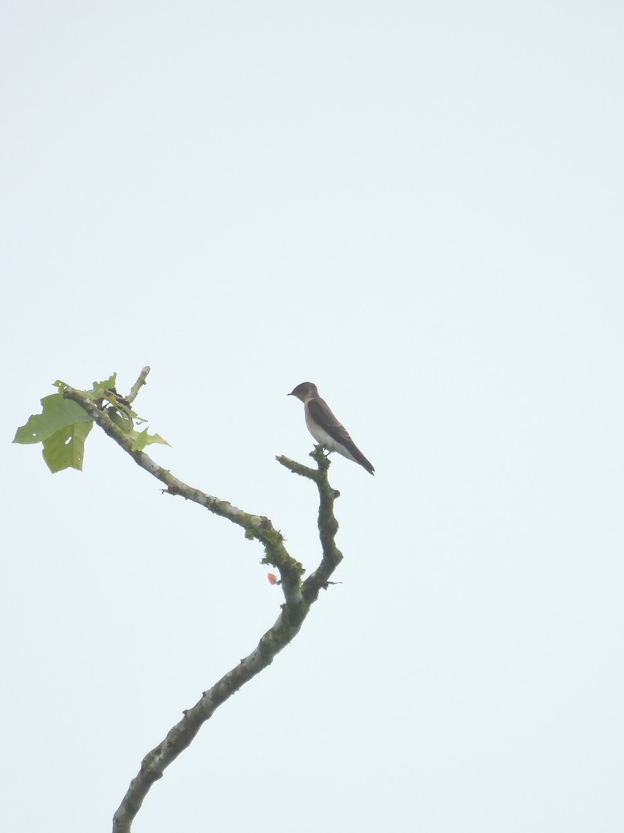Southern Rough-winged Swallow - ML619190697