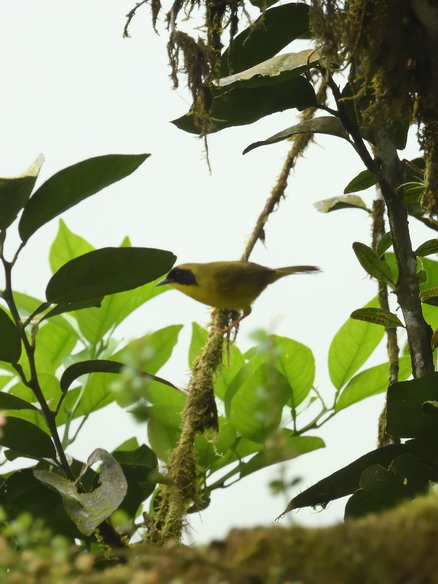 Olive-crowned Yellowthroat - ML619190754