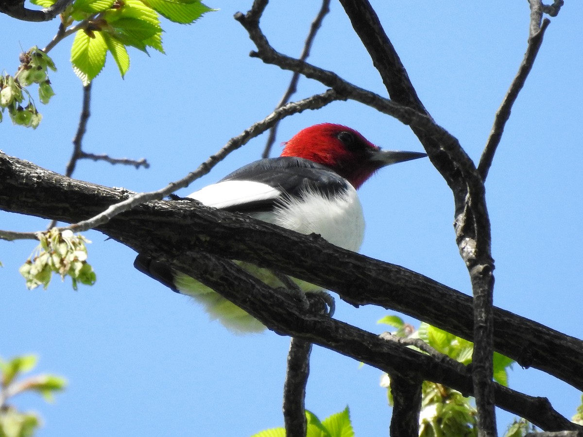 Red-headed Woodpecker - ML619190755