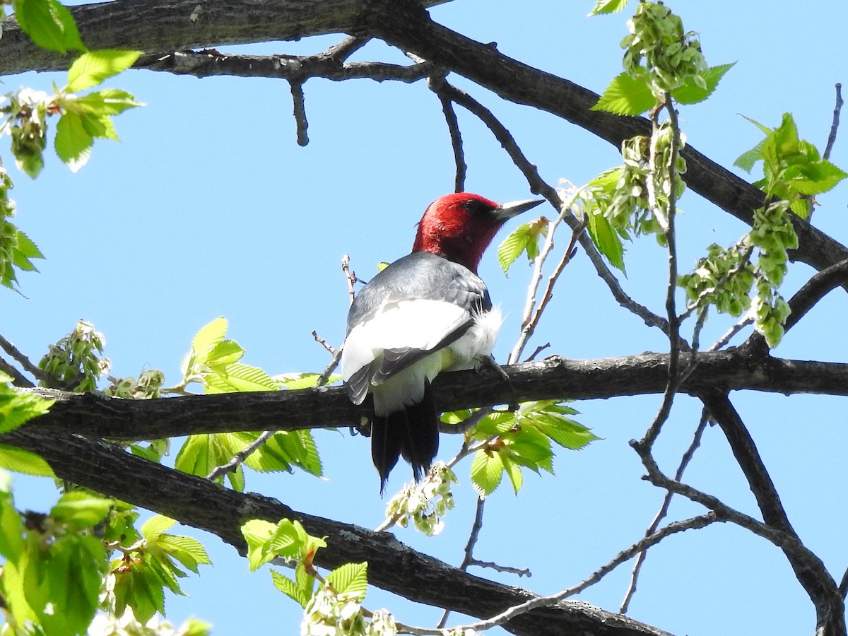 Red-headed Woodpecker - ML619190756
