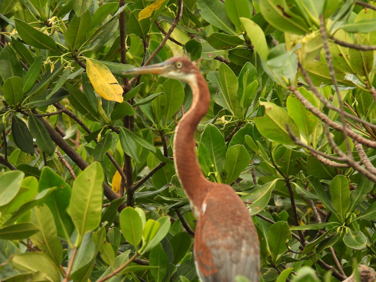 eBird Checklist - 8 May 2024 - Roatán--French Cays Marine Park - 6 species