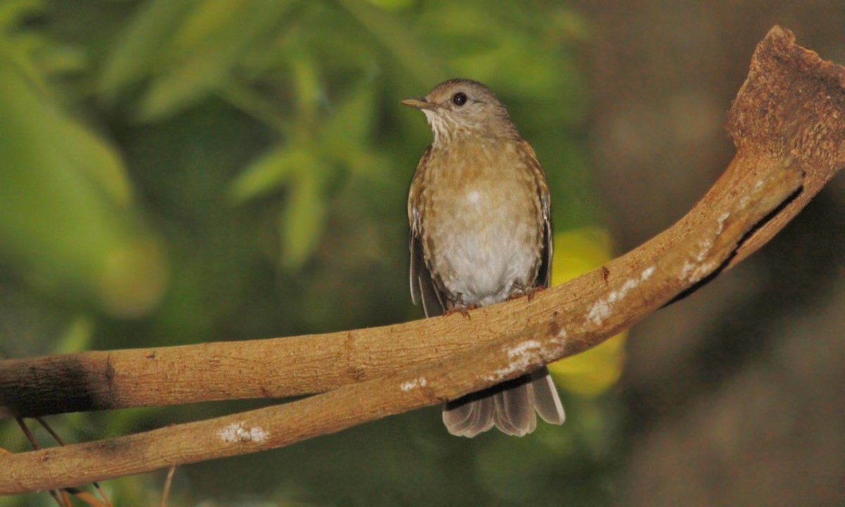 Pale-breasted Thrush - ML619190779