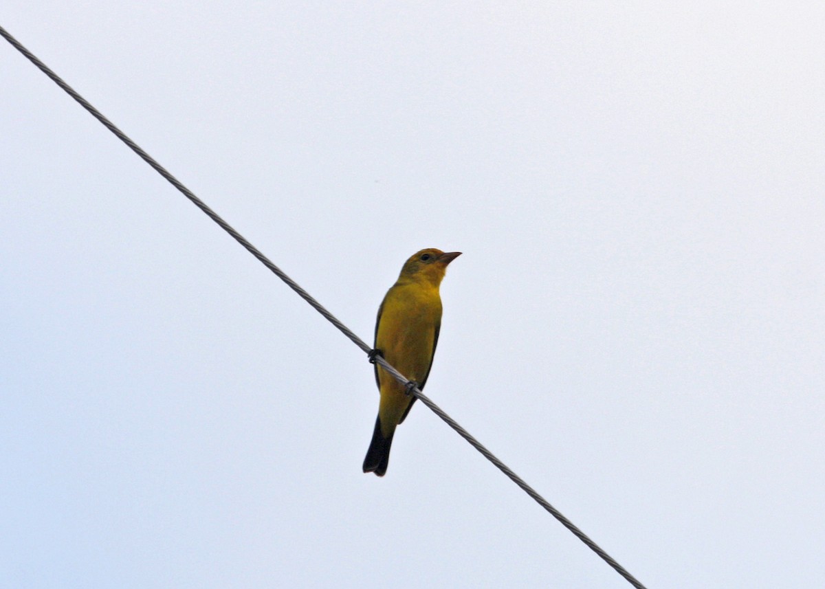 Western Tanager - ML619190781