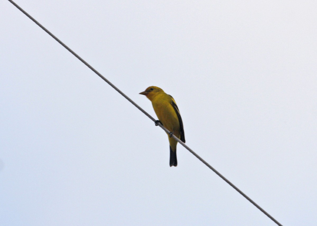 Western Tanager - ML619190782