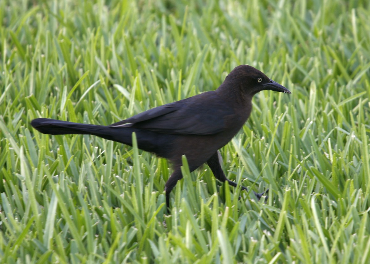 Great-tailed Grackle - ML619190788
