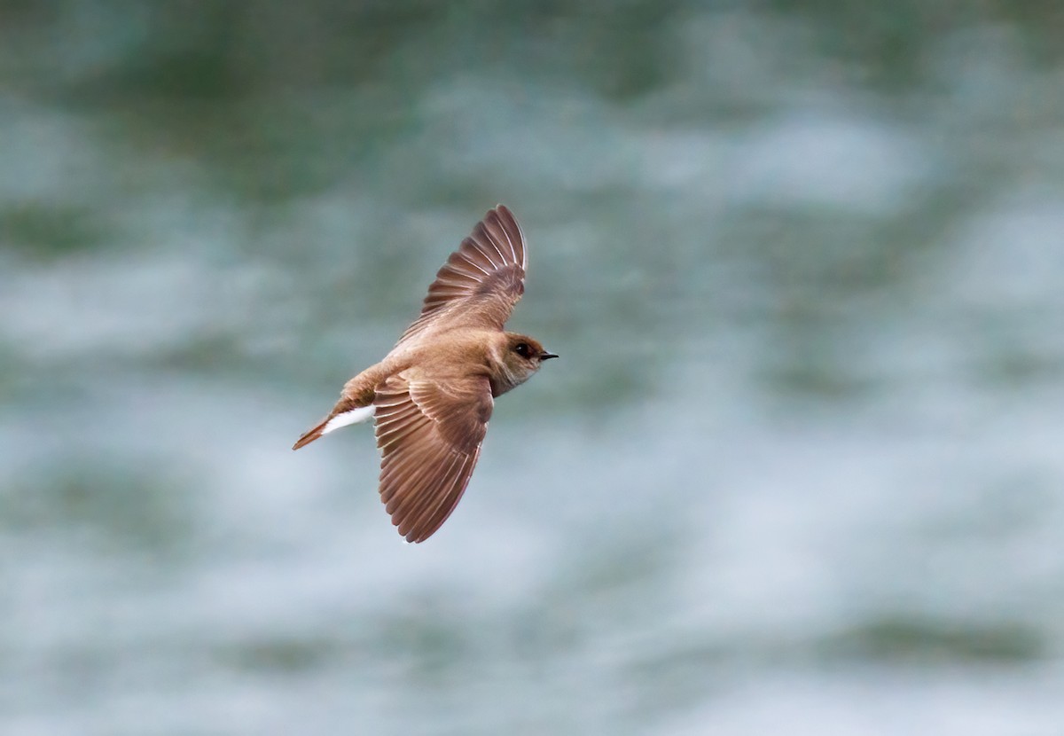 Northern Rough-winged Swallow - ML619190823