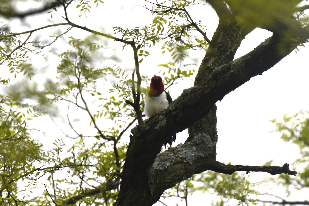 Red-headed Woodpecker - ML619190833