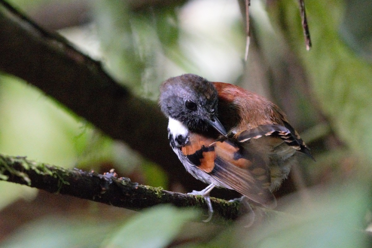 Spotted Antbird - ML619190835