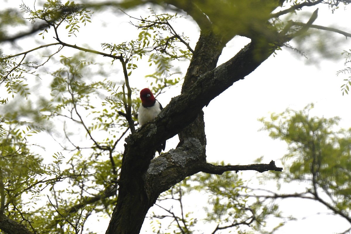 Red-headed Woodpecker - ML619190852