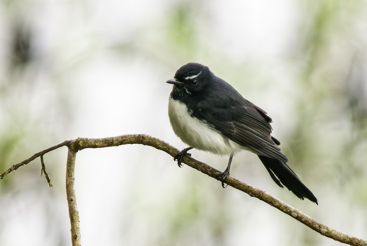 Willie-wagtail - ML619190853
