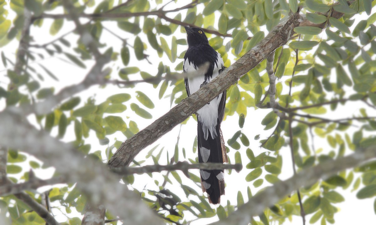 Magpie Tanager - ML619190858