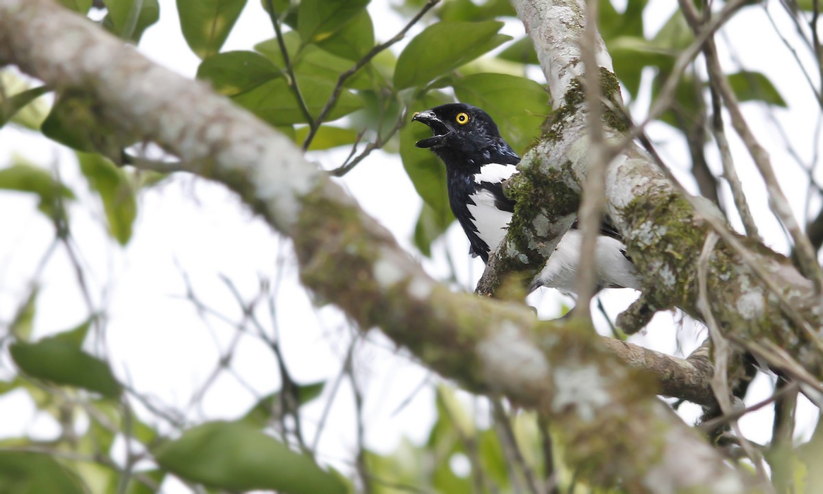 Magpie Tanager - ML619190859