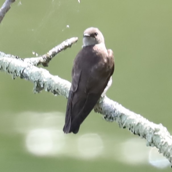 Northern Rough-winged Swallow - ML619190890