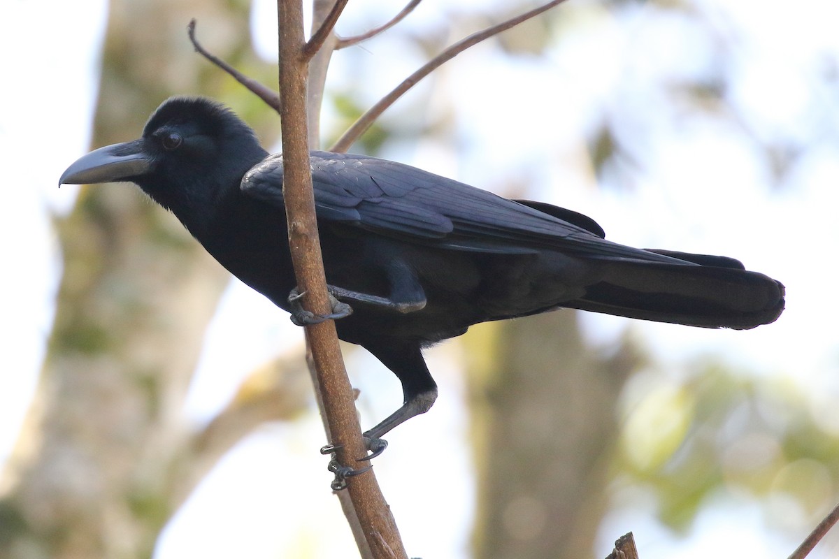 Large-billed Crow (Indian Jungle) - ML619190908