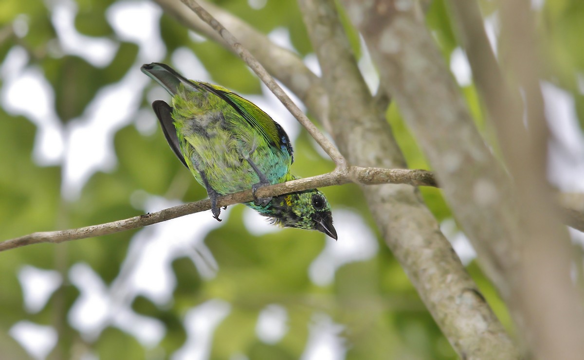 Green-headed Tanager - ML619190922