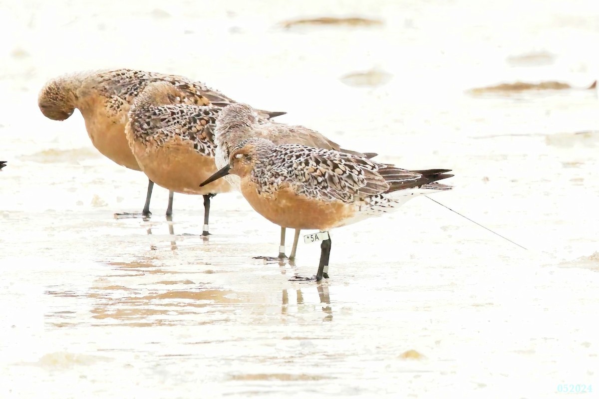 Red Knot - ML619190949