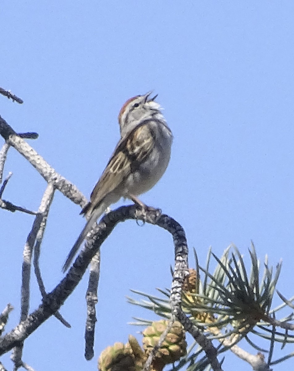 Chipping Sparrow - ML619190951