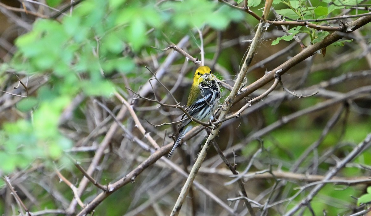 Black-throated Green Warbler - ML619190959
