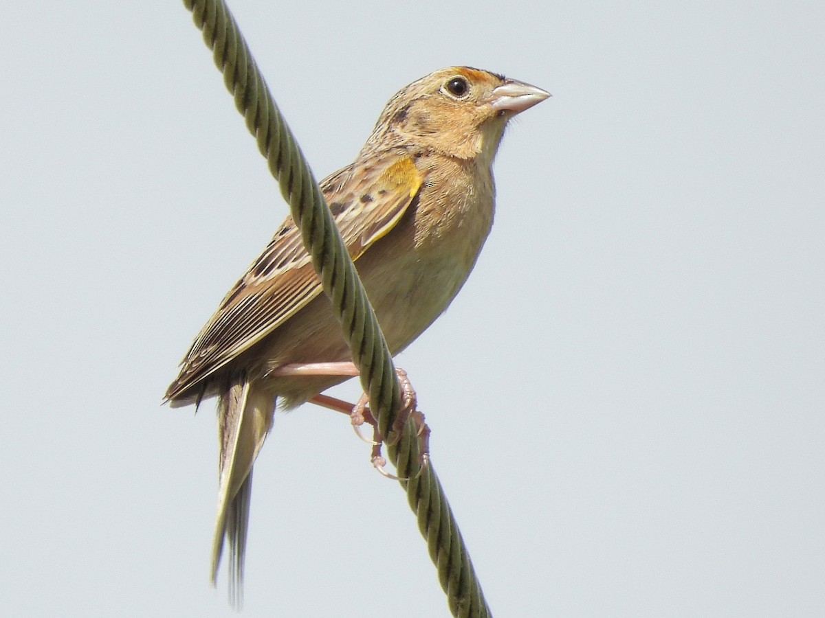 Grasshopper Sparrow - ML619190961