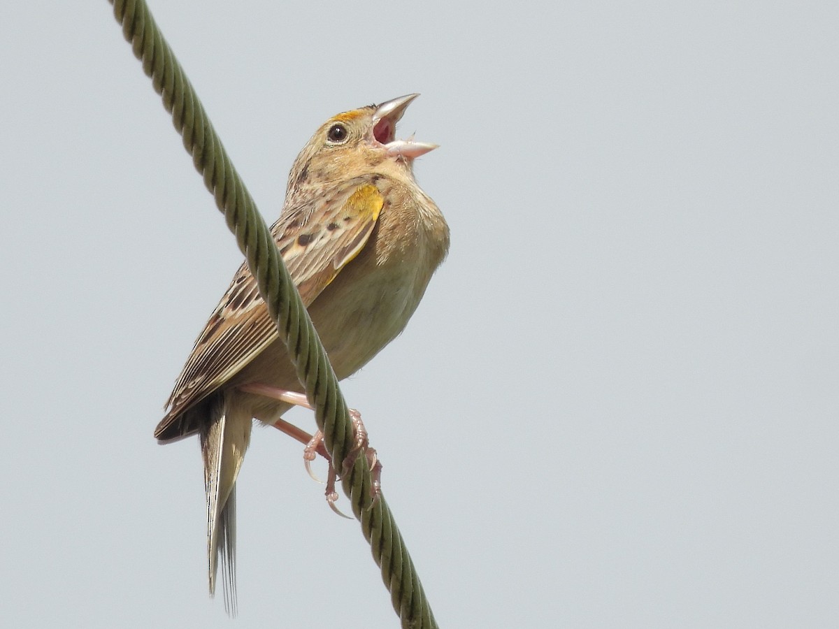 Grasshopper Sparrow - ML619190965