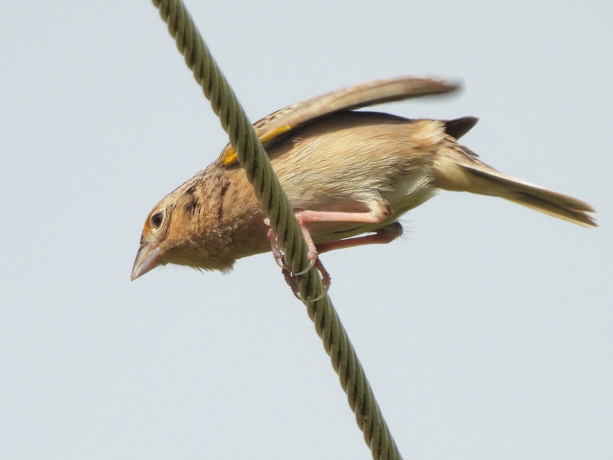 Grasshopper Sparrow - ML619190972