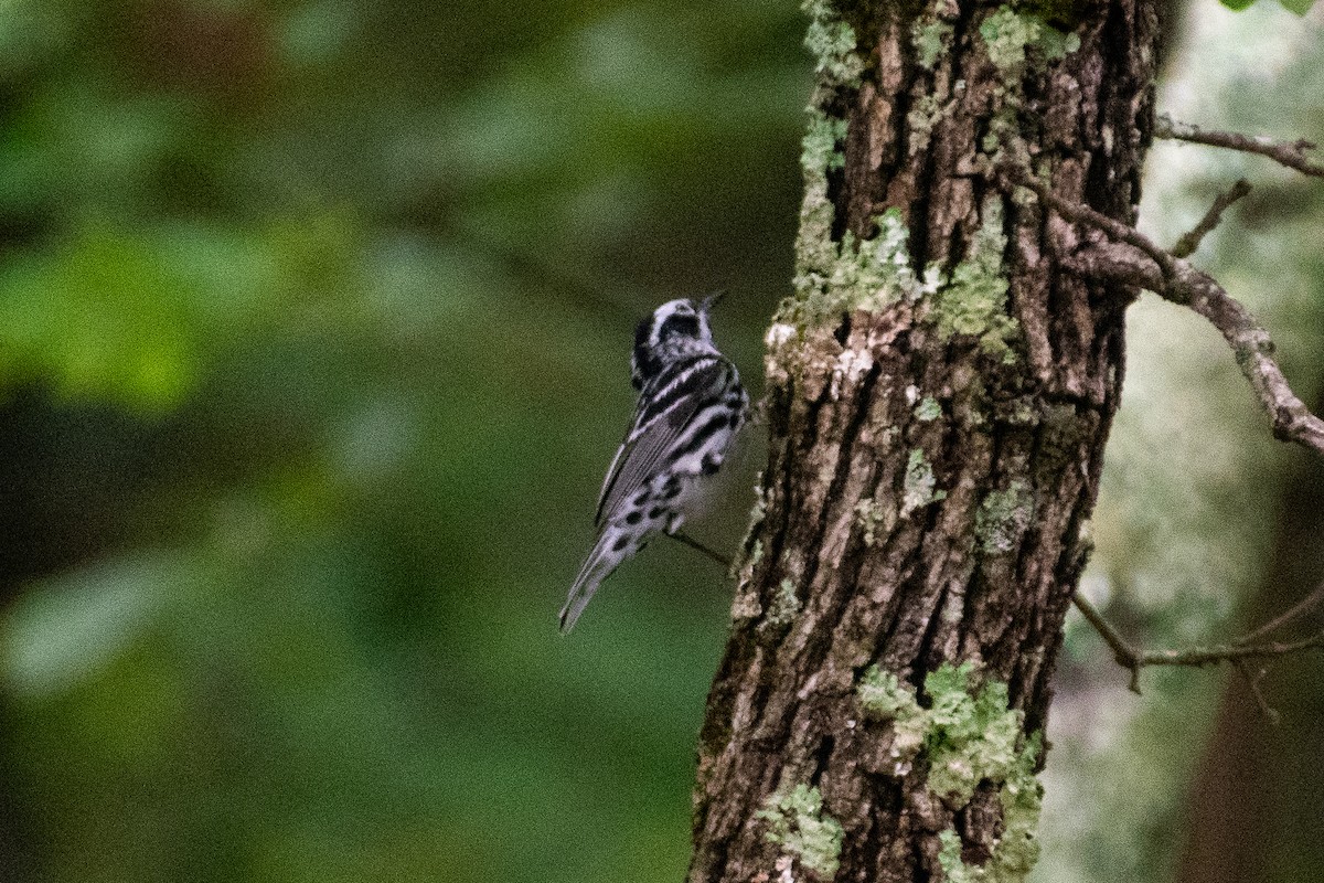 Black-and-white Warbler - ML619190973