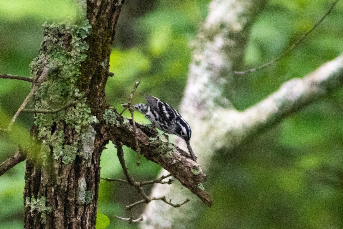 Black-and-white Warbler - ML619190974